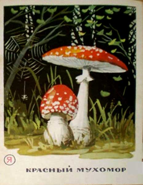 �������� ������. ������� �������
Postal card �Mushrooms. The red fly-agaric�
