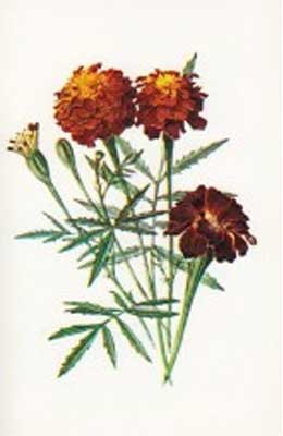 �������� ������. ���������
Postal card �Flowers. African marigold�