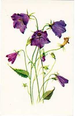 �������� ������. ���������� �����������
Postal card �Flowers. Carpatian campanula�