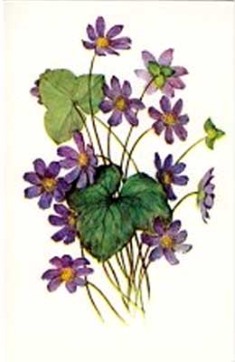 �������� ������. ����������� ��������
Postal card �Flowers. �