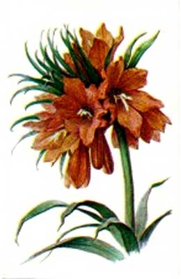 �������� ������. ������
Postal card �Flowers. �