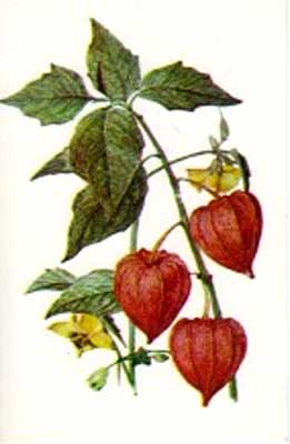 �������� ������. �������
Postal card �Flowers. �