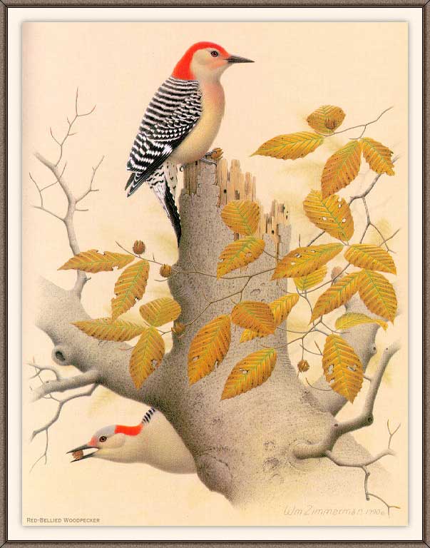 �. ���������. ������� �����-�����
Red-Bellied Woodpecker by William Zimmerman