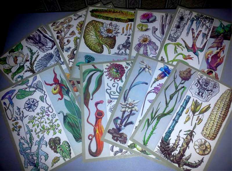����� �������� ������������� ���������
Set of postal cards �The surprising plants�