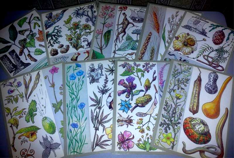 ����� �������� ������������� ���������
Set of postal cards �The surprising plants�