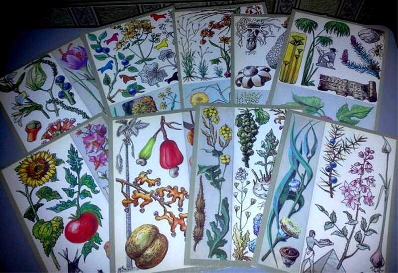 ����� �������� ������������� ���������
Set of postal cards �The surprising plants�