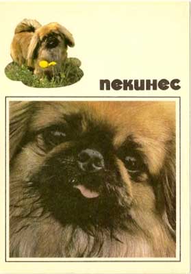 �������� ��������
Postal card �Pekinese�