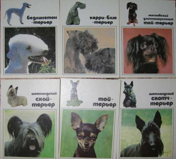 ����� �������� ����� ������ �������
Set of postal cards �Our trusty friends�