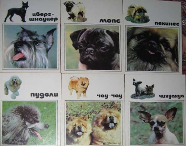 ����� �������� ����� ������ �������
Set of postal cards �Our trusty friends�