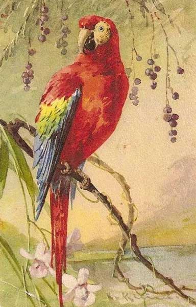 �������� ��. �����. �������
Postal card �Parrot by Catharina Klein�