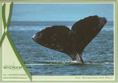 �������� ����
Postal card �Whale�