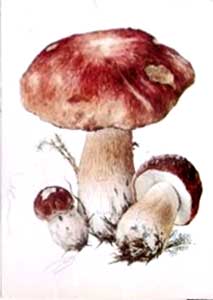 �������� ��. ���������. ����� ������
Postal card �Mushrooms by A. Shipilenko�