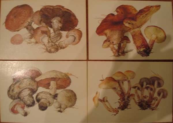 ����� �������� ��. ���������. ������
Set of postal cards �Mushrooms by A. Shipilenko�