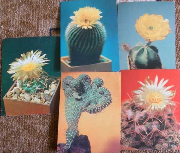 ����� �������� ���������
Set of postal cards �Cactusti�