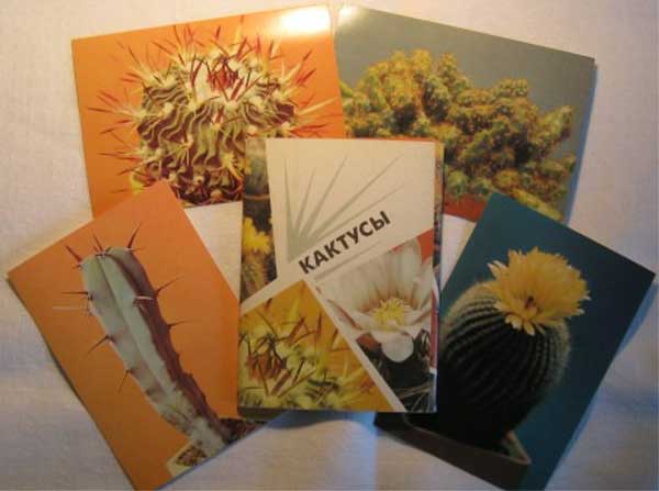 ����� �������� ���������
Set of postal cards �Cactusti�