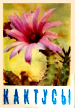 ����� �������� ���������
Set of postal cards �Cactusti�