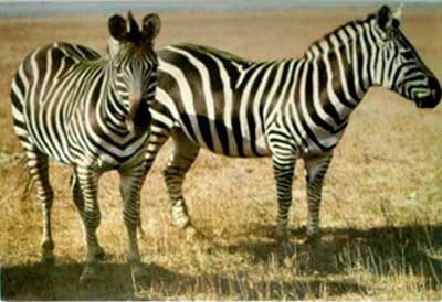 �������� �������
Postal card �Zebras�