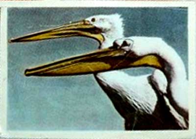 �������� ����������
Postal card �Pelicans�