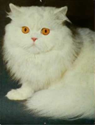 �������� ����
Postal card �Cat�